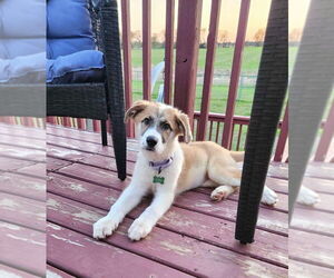 Mutt Dogs for adoption in Plymouth, MN, USA