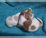 Small Photo #4 Dachshund Puppy For Sale in BELEN, NM, USA
