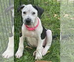 Small #14 American Bulldog Mix