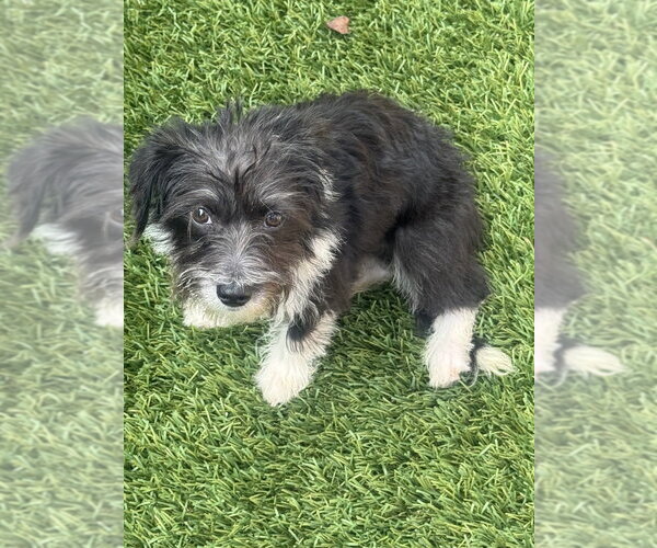 Medium Photo #2 Mutt Puppy For Sale in Dana Point, CA, USA