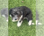 Small #1 Mutt