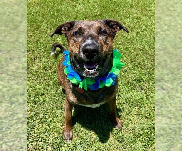 Medium Photo #14 Plott Hound-Unknown Mix Puppy For Sale in Oak Bluffs, MA, USA