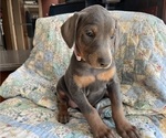 Small Photo #3 Doberman Pinscher Puppy For Sale in BRISTOL, CT, USA