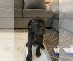 Small Photo #4 Cane Corso Puppy For Sale in FULLERTON, CA, USA