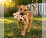 Small #12 Redbone Coonhound Mix