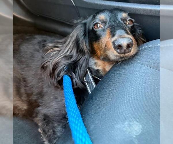 Medium Photo #2 Dachshund Puppy For Sale in Los Angeles, CA, USA