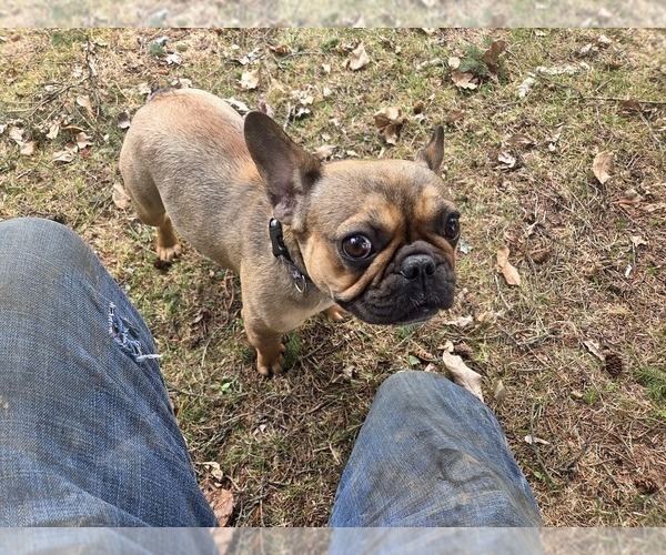 Medium Photo #1 French Bulldog Puppy For Sale in MAPLETON, ME, USA