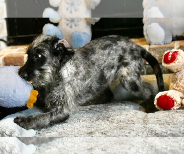 Medium Photo #3 Poodle (Miniature)-Unknown Mix Puppy For Sale in Mechanicsburg, PA, USA