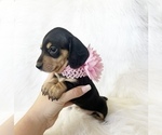 Small #5 Dachshund