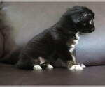 Small #2 Chihuahua