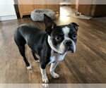 Small #6 Boston Terrier