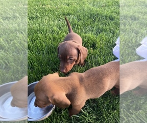 Dachshund Puppy for sale in STERLING HEIGHTS, MI, USA