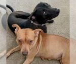 Small #4 American Staffordshire Terrier Mix