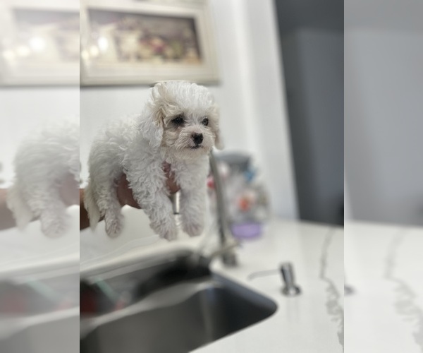 Medium Photo #3 Maltipoo Puppy For Sale in DEL VALLE, TX, USA