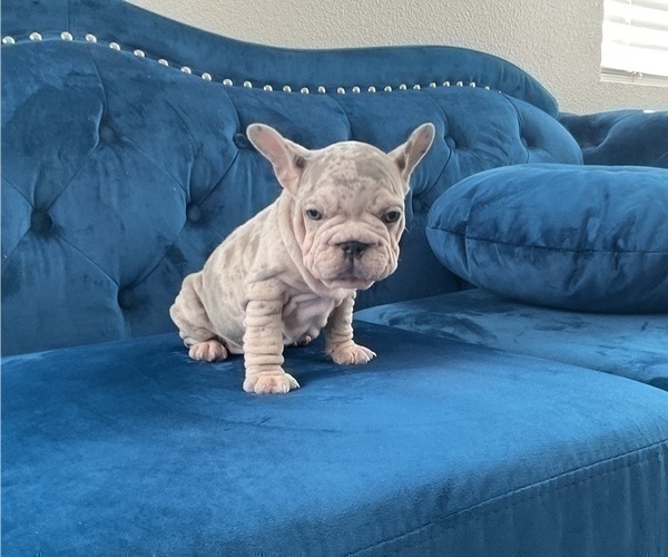 Medium Photo #15 French Bulldog Puppy For Sale in SAN FRANCISCO, CA, USA
