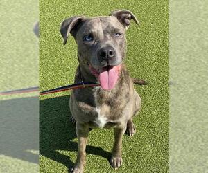 Mutt Dogs for adoption in Fayetteville, NC, USA