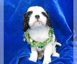 Small Photo #9 Cavalier King Charles Spaniel Puppy For Sale in NORWOOD, MO, USA