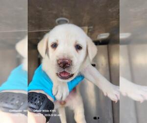 Labrador Retriever-Unknown Mix Dogs for adoption in San Antonio, TX, USA