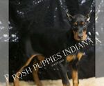 Small Photo #5 Doberman Pinscher Puppy For Sale in WARSAW, IN, USA