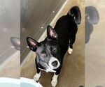 Small #1 Australian Kelpie Mix
