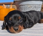 Small #10 Dachshund