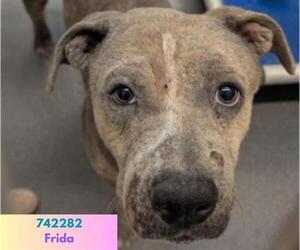 American Staffordshire Terrier-Unknown Mix Dogs for adoption in San Antonio, TX, USA
