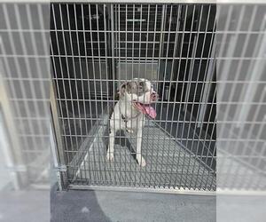 Mutt Dogs for adoption in Norfolk, VA, USA