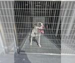 LADY - Female Mutt Dog for Adoption - Small photo