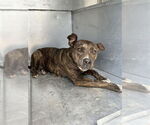 Small American Pit Bull Terrier
