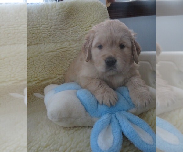 Medium Photo #1 Golden Retriever Puppy For Sale in MECHANICSVILLE, MD, USA