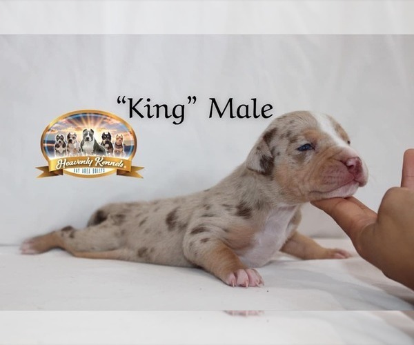 Medium Photo #8 American Bully Puppy For Sale in SAN JOSE, CA, USA