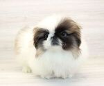 Small Photo #4 Pekingese Puppy For Sale in LAS VEGAS, NV, USA
