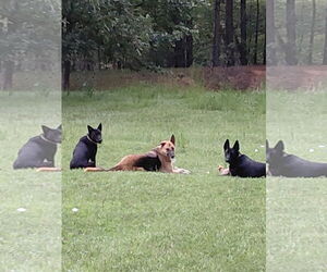 Star - Female German Shepherd Dog-Unknown Mix Dog for Adoption - Photo #2