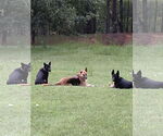 Small #1 German Shepherd Dog Mix