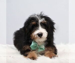 Bernedoodle (Miniature) Puppy for sale in LIVINGSTON, WI, USA
