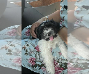 Poodle (Miniature)-ShihPoo Mix Puppy for sale in TRACY, CA, USA