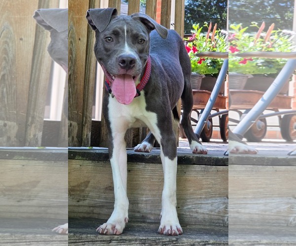 Medium Photo #7 American Pit Bull Terrier-Unknown Mix Puppy For Sale in Germantown, OH, USA