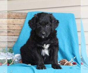 Australian Shepherd-Goldendoodle Mix Puppy for sale in HOLTWOOD, PA, USA