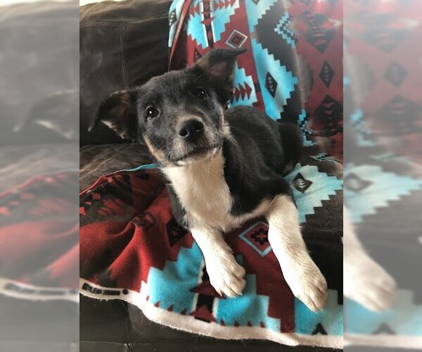 Medium Photo #4 Border Collie-Unknown Mix Puppy For Sale in Winter Park, CO, USA