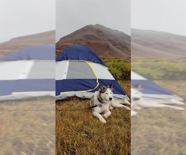 Medium Photo #1 Siberian Husky Puppy For Sale in Fruit Heights, UT, USA