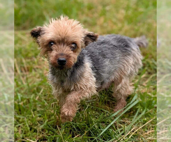 Medium Photo #1 Yorkshire Terrier Puppy For Sale in GOSHEN, IN, USA