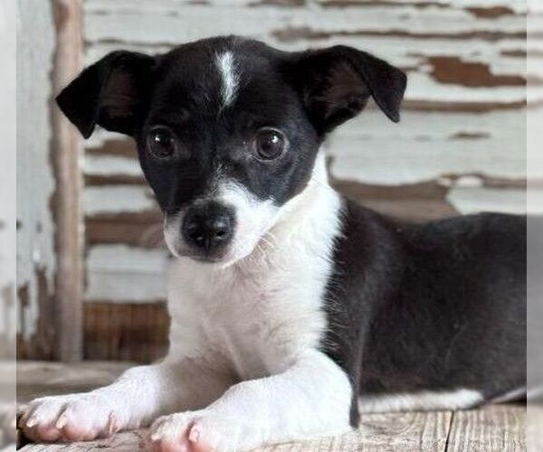 Medium Photo #1 Chihuahua-Unknown Mix Puppy For Sale in Carrollton, TX, USA