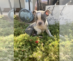 Faux Frenchbo Bulldog Puppy for sale in FREDONIA, KS, USA