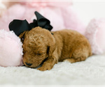 Small Photo #3 Goldendoodle (Miniature) Puppy For Sale in LITTLE ROCK, AR, USA