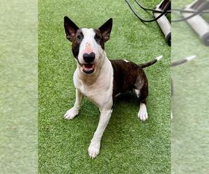 Bull Terrier Dogs for adoption in San Francisco, CA, USA
