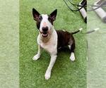Small Bull Terrier