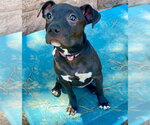Small #9 Labrador Retriever Mix