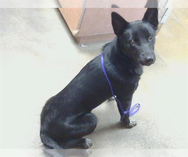 Medium Photo #1 Border Collie-Unknown Mix Puppy For Sale in Sacramento, CA, USA