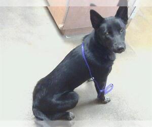 Border Collie-Unknown Mix Dogs for adoption in Sacramento, CA, USA