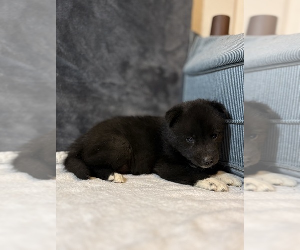 Medium Photo #3 Siberian Husky Puppy For Sale in HEMET, CA, USA